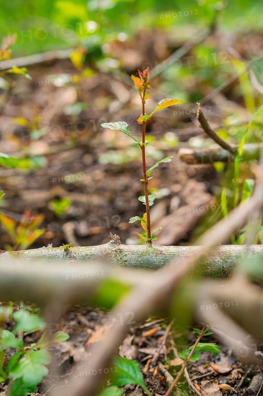 A young plant sprouts between old branches in the forest, forest pasture project, compensatory measure for the Hermann Hesse railway, Gechingen, Calw district, Germany