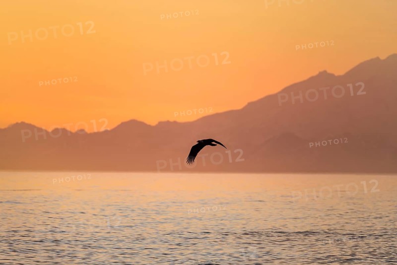 Bald eagle (Haliaeetus leucocephalus) flying in front of mountain silhouettes of the Aleutian chain, at sunset, picturesque golden light of the midnight sun, Cook Inlet, Anchor Point, Anchor River State Recreation Area, Alaska, USA