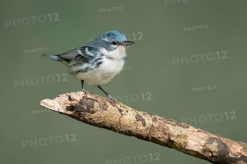Cerulean Warbler (Setophaga cerulea) male, Texas, USA