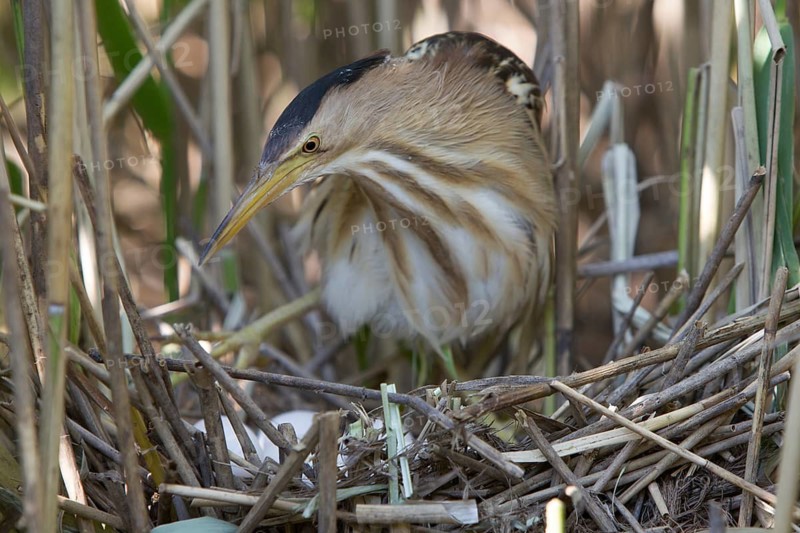 Little Bittern (Ixobrychus minutus) female at nest, Nizhegorodskaya, Russia