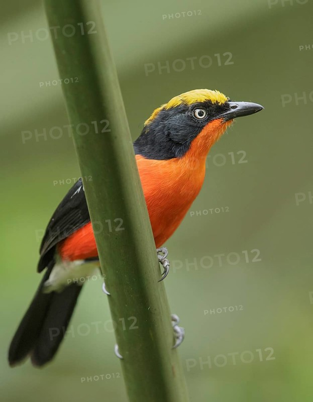 Papyrus Gonolek (Laniarius mufumbiri), Uganda