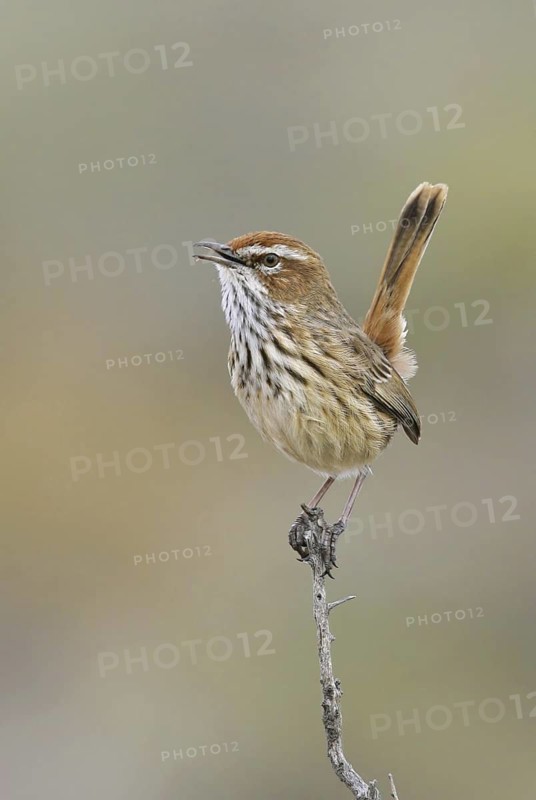 Rufous Fieldwren (Calamanthus campestris) singing, New South Wales, Australia