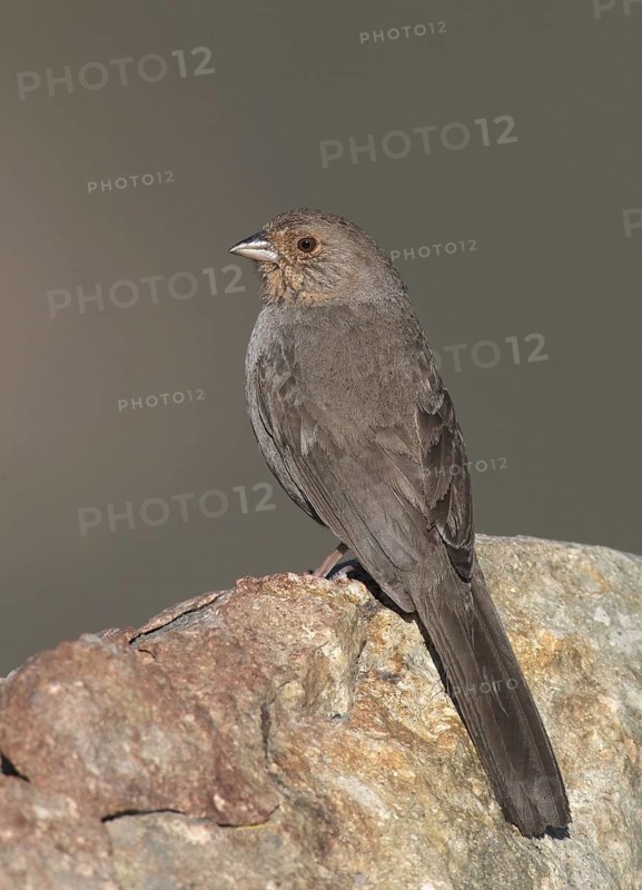 California Towhee (Melozone crissalis), California, USA