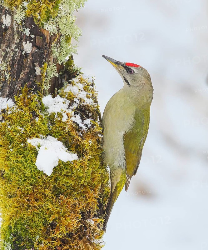 Grey-headed Woodpecker (Picus canus), male sitting on a tree stump overgrown with moss and lichen, Wildlife, Animals, Birds, Woodpeckers, Siegerland, North Rhine-Westphalia, Germany