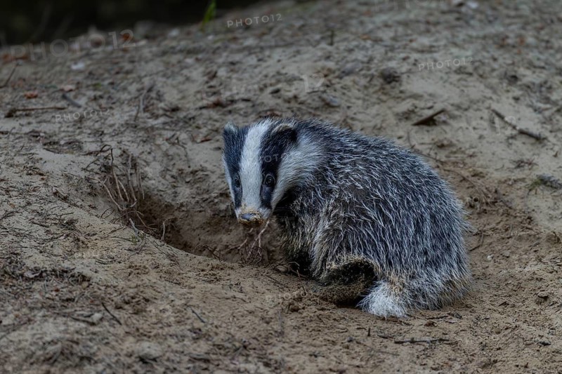 Just 3 months old, the badger (Meles meles) is practising digging in the fine sand, animal children, cute, cute, cute, nocturnal, Germany