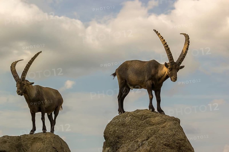 Two male ibex (Capra ibex) stand on a rock. Behind them is a sky with interesting clouds