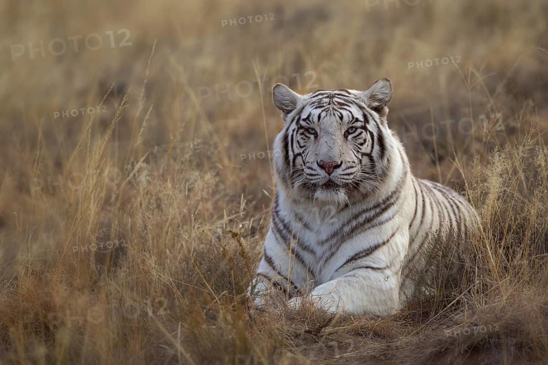 Bengal Tiger (Panthera tigris) white morph adult portrait, captive, Philippolis, South Africa