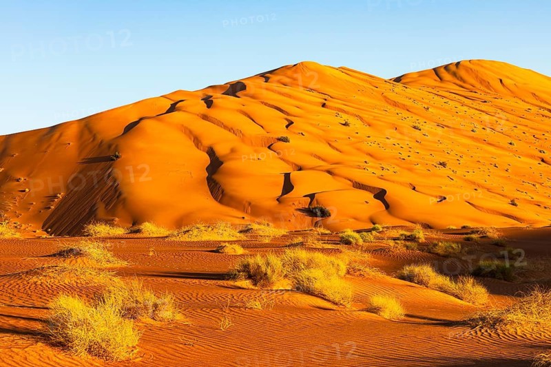 Wind-sculpted curved sand dunes in the evening light, with green vegetation in front, in the Rub al Khali desert, Dhofar province, Arabian Peninsula, Sultanate of Oman