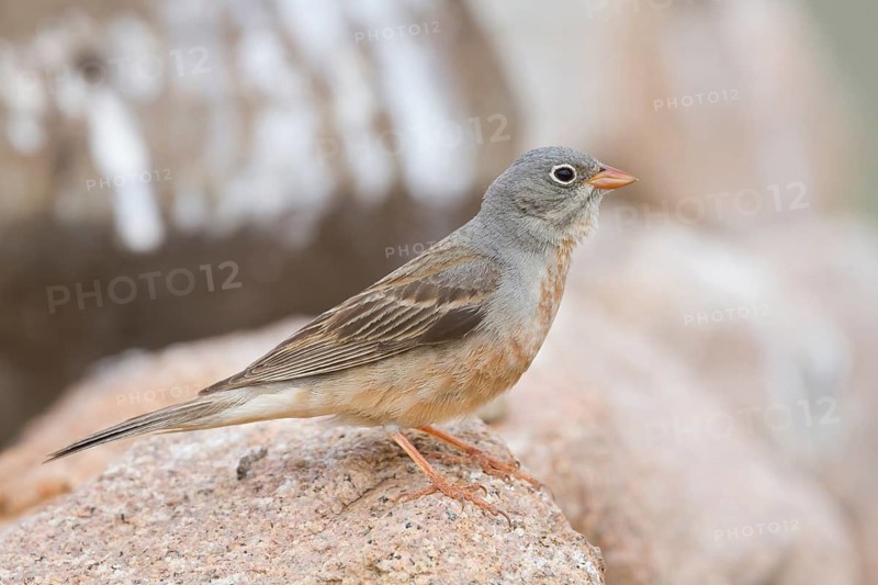 Grey-necked Bunting - Steinortolan - Emberiza buchanani, Kazakhstan, adult male
