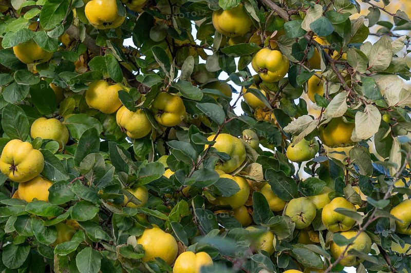 Ripe quinces (Cydonia oblonga) on the tree, Mecklenburg-Western Pomerania, Germany