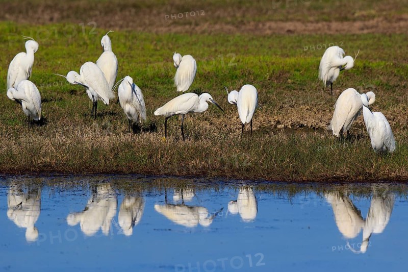 Little Egret (Egretta garzetta), Greece