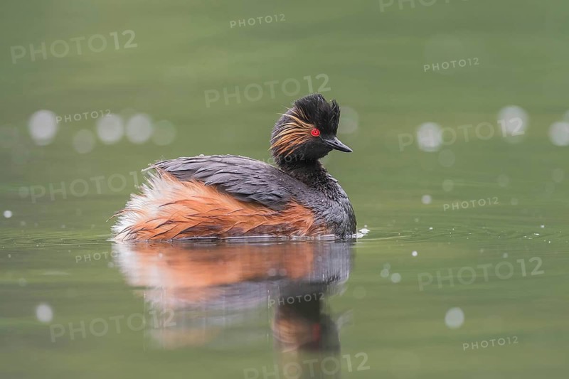Schwarzhalstaucher (Podiceps nigricollis) Black-necked Grebe