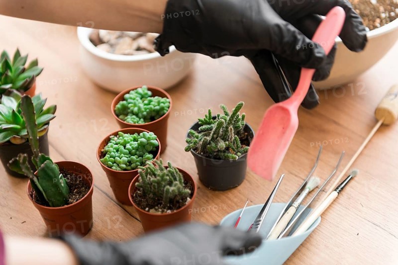 A person wearing gloves uses a small pink shovel to tend to various succulents in small pots on a wooden table, accompanied by gardening tools, creating a calming scene