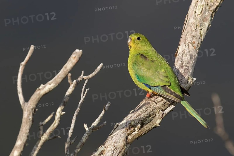 Orange-bellied Parrot (Neophema chrysogaster) juvenile perched on a branch, Tasmania, Australia