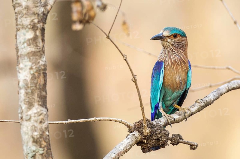 Hinduracke sitting area, (Coracias benghalensis), Khana National Park, Madhya Pradesh, India