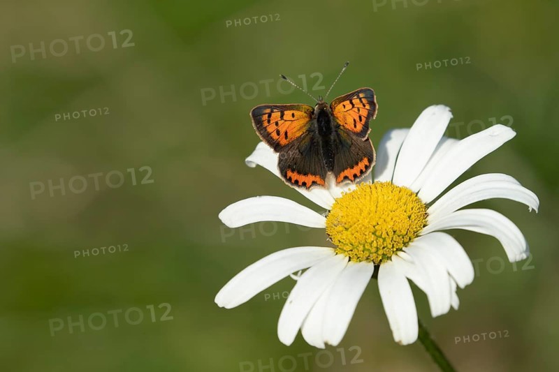 Small copper butterfly (Lycaena phlaeas) adult insect resting on an Oxeye daisy flower in summer, Suffolk, England, United Kingdom