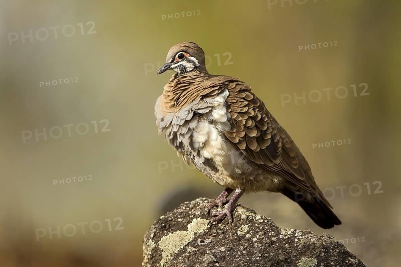 Squatter Pigeon (Geophaps scripta peninsulae), Queensland, Australia