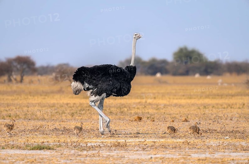 Common ostrich (Struthio camelus), adult male with young, chicks, animal family, African savannah, Nxai Pan National Park, Botswana