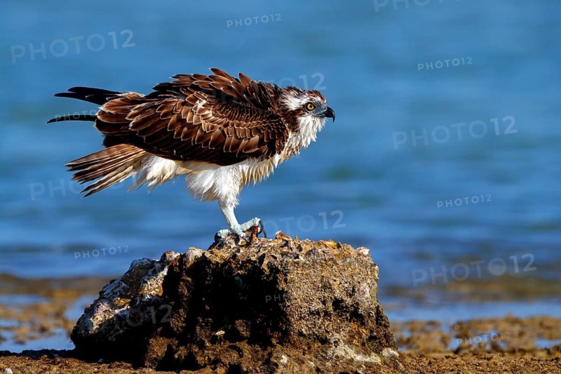 An osprey looking for food, (Pandiaon haliaetus), family of birds of prey, biotope, habitat, standing on a stone in the water, Raysut, Salalah, Dhofar, Oman