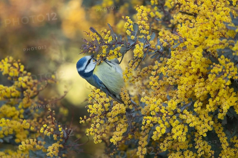 Blue tit (Cyanistes Caeruleus) adult garden bird in a yellow flowering tree in spring, Suffolk, England, United Kingdom