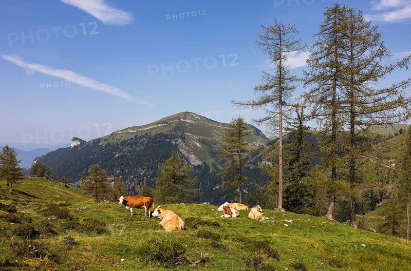 Herd of cattle on the Alpbichlalm with a view of the Trattberg, Osterhorngruppe, Salzkammergut, Salzburg province, Austria