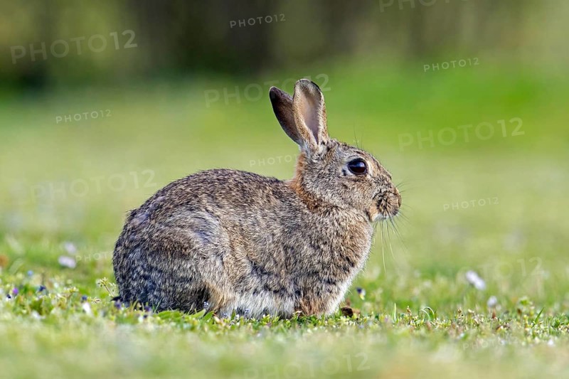 European rabbit, common rabbit (Oryctolagus cuniculus) sitting in pasture in spring