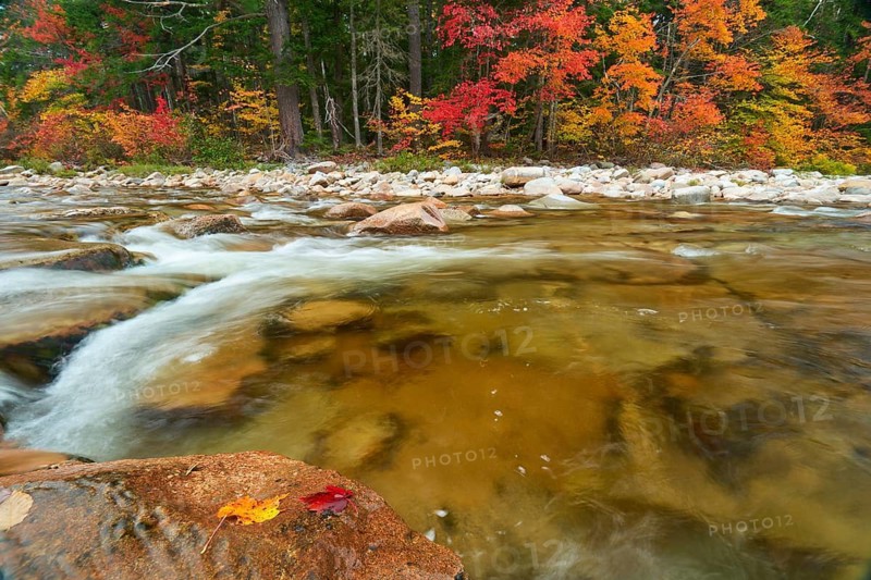 A river flows through a landscape with colourful autumn trees and stones on the banks, the leaves glow in intense colours, autumn, White Mountain, New Hampshire, New England, USA