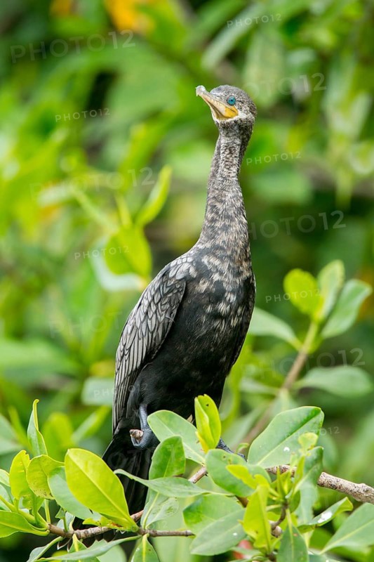 Neotropic Cormorant Phalacrocorax brasilianus San Blas, Nayarit, Mexico 7 June Immature transitioning to adult plumage. Phalacrocoracidae