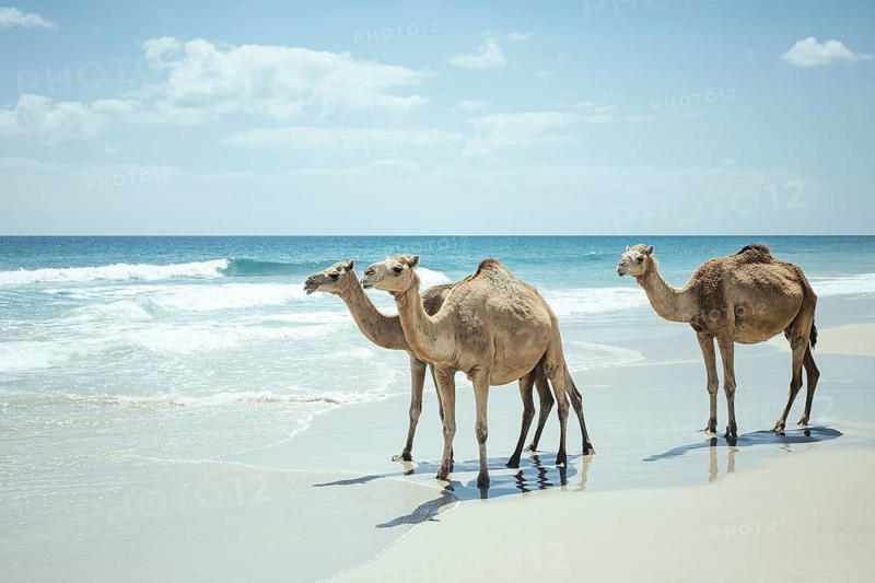 Dromedaries (camelus dromedarius) on the beach of the Indian Ocean, Dalkut, Dhofar, Oman