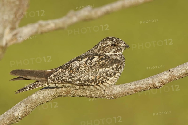 Anthony's Nightjar (Nyctidromus anthonyi), Ecuador