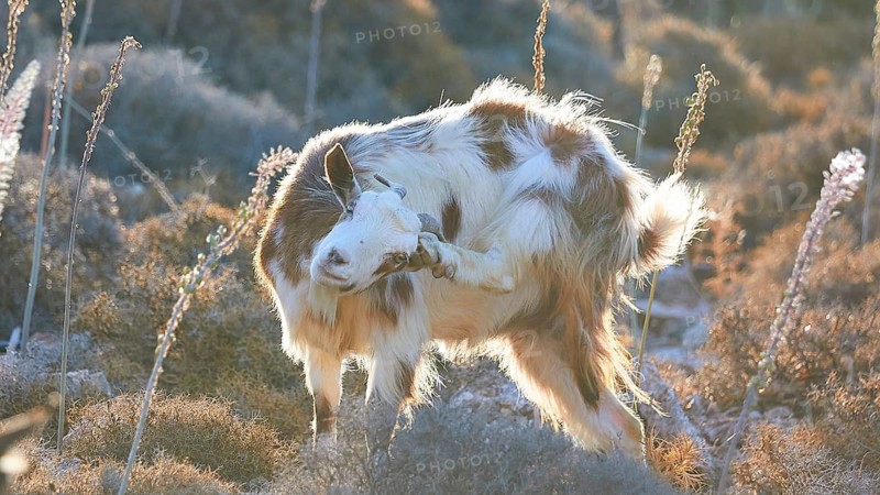 Goat in motion, raises front leg, surrounded by natural vegetation, goat (n), free-range, west of Ntia-Lastos-Flaskounia Natural Park, mountains, Karpathos, Dodecanese, Greek Islands, Greece