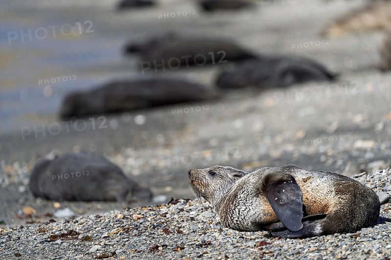 Antarctic Fur Seal (Arctocephalus gazella), young lying on the shingle beach, other animals in the background, South Georgia, South Atlantic