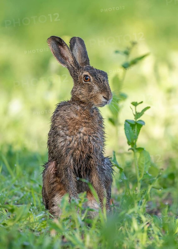 European hare (Lepus europaeus) with wet fur standing in a field, wildlife, Thuringia, Germany