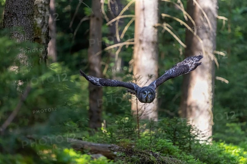 One great grey owl (Strix nebulosa) flying through a forest