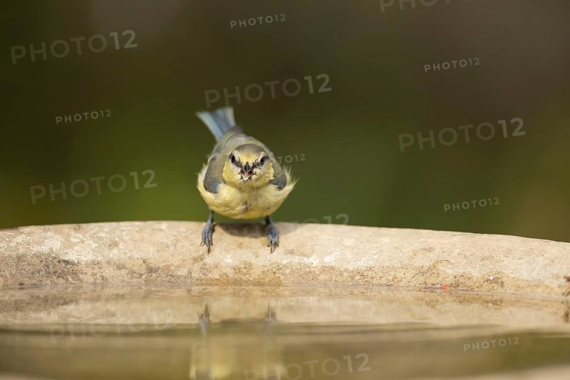 Blue tit (Cyanistes caeruleus) adult garden bird drinking water from a bird bath in summer, Suffolk, England, United Kingdom