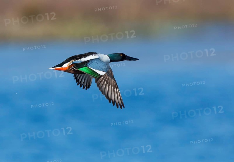 Northern Shoveler (Anas clypeata), male duck in flight, over a lake, island of Texel, Holland