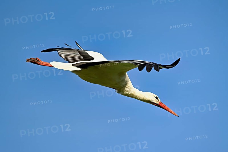 White stork (Ciconia ciconia), in flight, Canton Aargau, Switzerland
