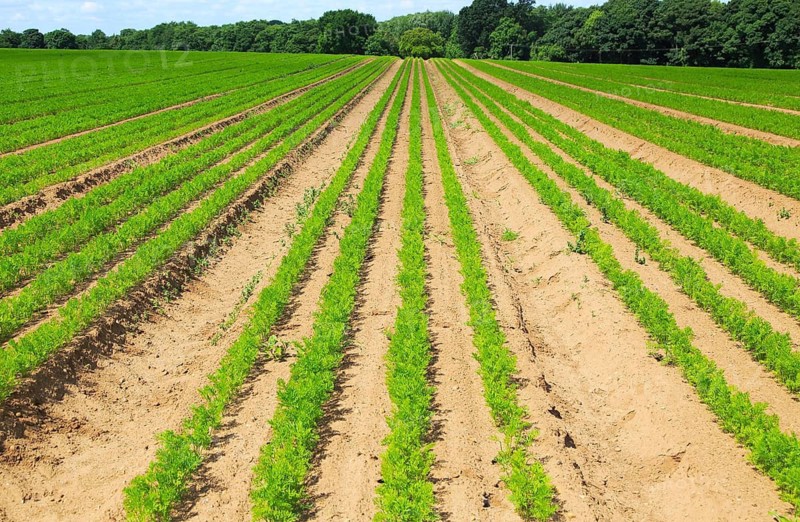 Green lines of carrot crop growing in sandy soil, Shottisham, Suffolk, England, UK