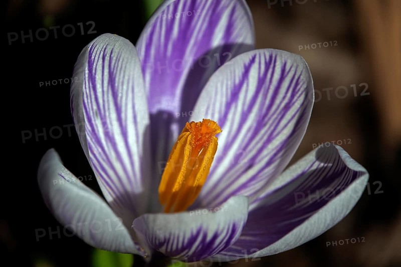 Spring crocus (Crocus vernus), flower, detail, macro photograph, Baden-Württemberg, Germany