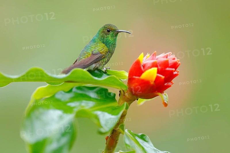 Hummingbird with clear green background in Ecuador, Coppery-headed emerald, Elvira cupreiceps. Hummingbird in nature habitat. Bird sucking nectar beautiful red flower in tropic forest. Wildlife natu