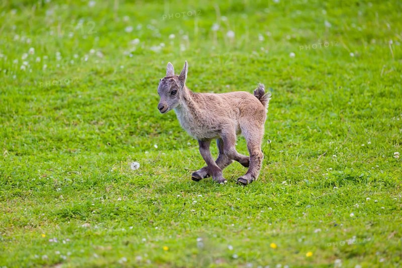 One baby ibex (Capra ibex) runs over a green meadow