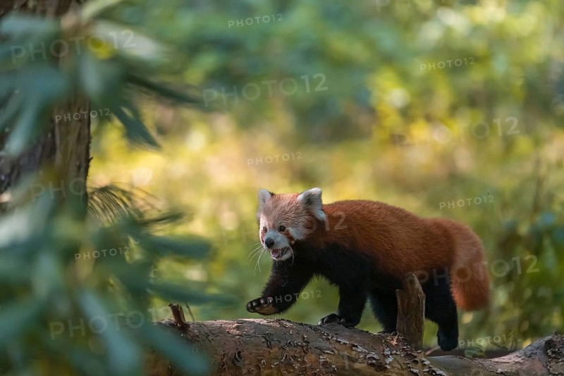 One red panda, Ailurus fulgens, walking on a branch lying on the ground. Green vegetation in the background