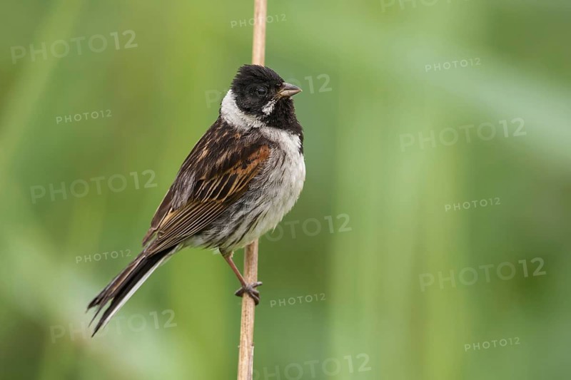 Common Reed Bunting (Emberiza schoeniclus) male perched on a reed stalk, Poland