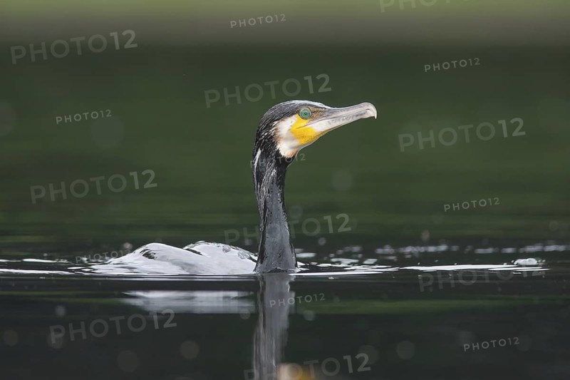 Great Cormorant (Phalacrocorax carbo), Baden-Wuerttemberg, Germany