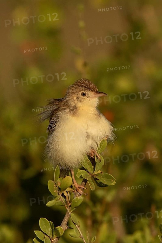 Ashy Cisticola (Cisticola cinereolus), Samburu, Kenya