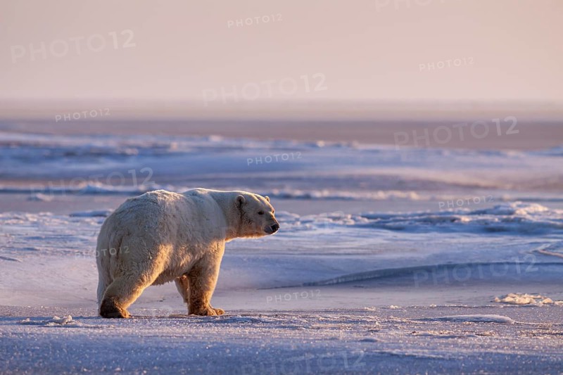 Polar bear (Ursus maritimus), walking in the snow, evening light, Kaktovik, Arctic National Wildlife Refuge, Alaska, USA
