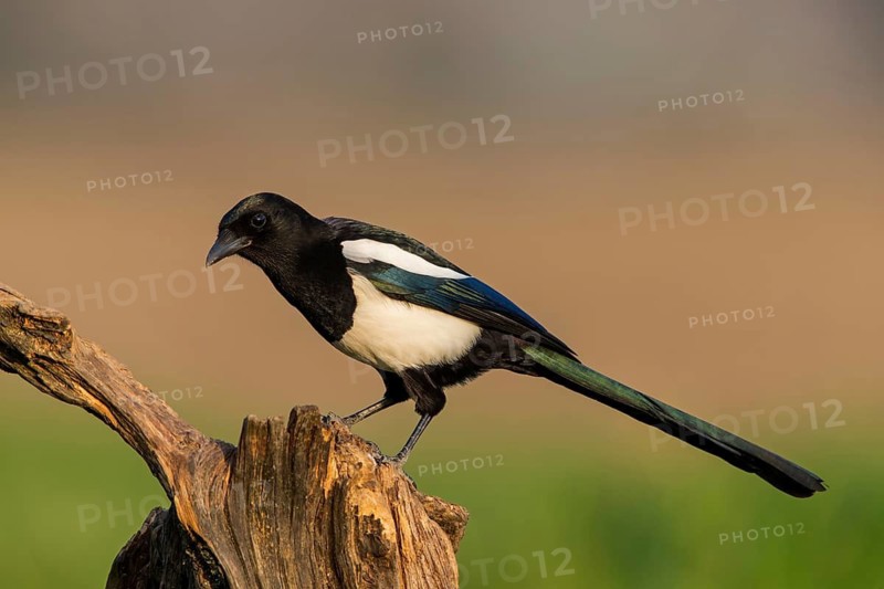 Elster, Black-billed Magpie, Magpie, Pica pica, Pie bavarde, Urraca