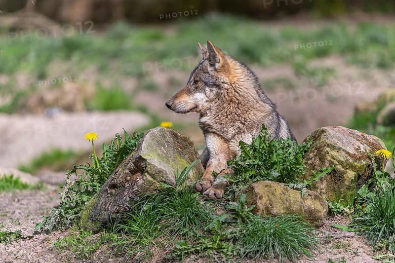 Portrait of one eurasian gray wolf (Canis lupus lupus) resting on a rock with green vegetation and some yellow dandelion