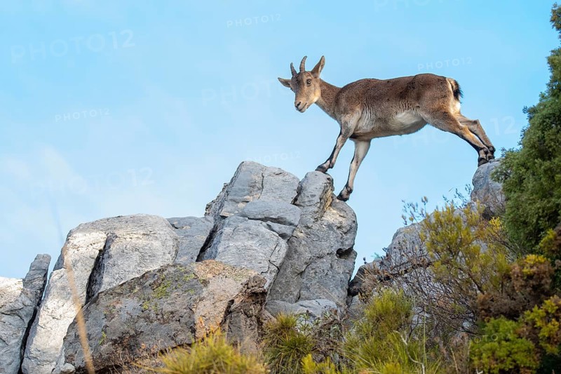From below, a majestic Iberian ibex stands on rocky terrain, showcasing its agile form. The clear blue sky provides a vivid backdrop, highlighting the creature's natural habitat