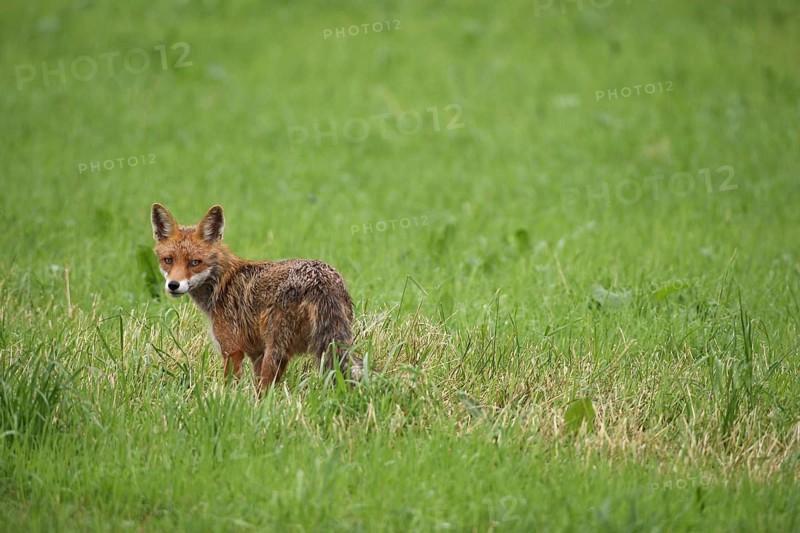 Red fox (Vulpes vulpes) fawn secured in the meadow, Allgäu, Bavaria, Germany, Allgäu, Bavaria, Germany